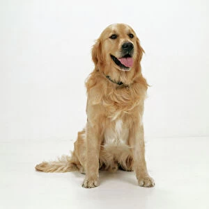 Retriever Collection: Golden Retriever Dog