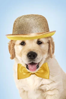 Bowler Gallery: Golden Retriever Dog, 7 week old puppy wearing golden