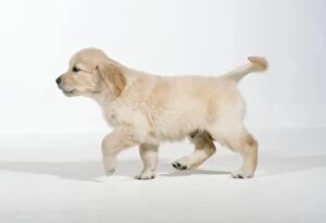 Images Dated 8th December 2010: Golden Retriever Dog - 8 week old puppy