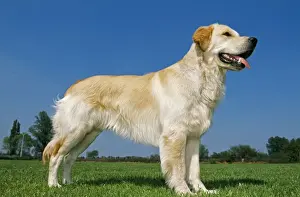 Golden Retriever Dog