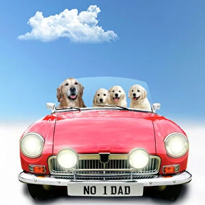 Clouds Gallery: Golden Retriever Dog driving car, adult with puppies Date: 30-Jun-15