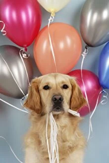 Celebrations Collection: Golden Retriever Dog - holding balloons