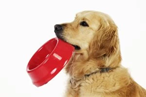 Images Dated 8th August 2009: Golden Retriever Dog - holding a bowl
