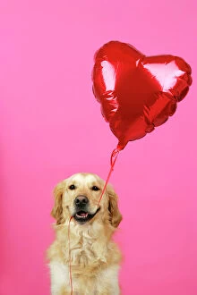 Golden Retriever Dog - holding heart shaped balloon