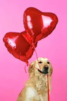 Retriever Prints: Golden Retriever Dog - holding heart shaped balloons