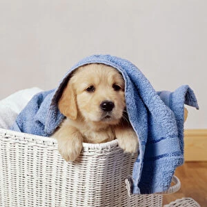 Retriever Collection: Golden Retriever Dog JD 9377E Puppy in laundry basket © John Daniels / ardea.com