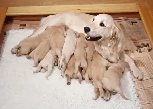 Bitch Prints: Golden Retriever Dog - litter suckling