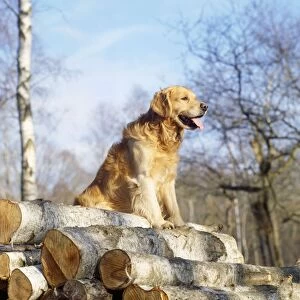 Images Dated 9th March 2010: Golden Retriever Dog - on logs