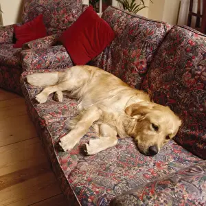 Chairs Prints: Golden Retriever Dog - lying on sofa