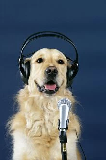 Golden Retriever Dog - with microphone & head phones