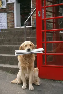 Golden Retriever Dog With newspaper