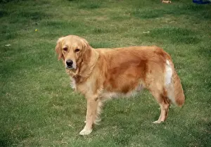 Bitch Prints: Golden Retriever Dog Pregnant