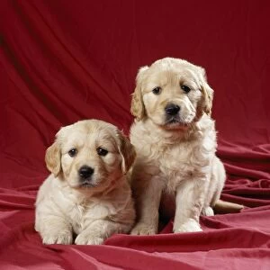 Golden Retriever Dog - puppies