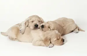 Golden Retriever Dog Puppies asleep, 3 weeks old