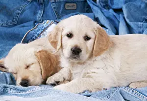 Retrievers Prints: Golden Retriever Dog Puppies on denim jeans