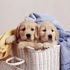 Images Dated 6th June 2011: Golden Retriever DOG - two puppies in laundry basket