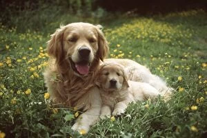 Golden Retriever Dog - and puppy