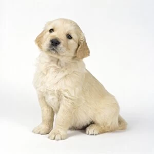 Images Dated 20th January 2011: Golden Retriever Dog - puppy