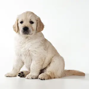 Golden Retriever Dog Puppy