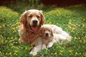 In Field Collection: Golden Retriever Dog & Puppy