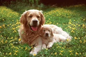 Collections: Mother