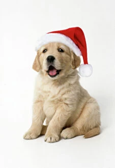Retriever Collection: Golden Retriever Dog - puppy 7 weeks old, Wearing Christmas hat