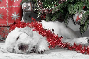 Golden Retriever Dog - puppy asleep under Chirstmas tree. Black & White with red tinsel