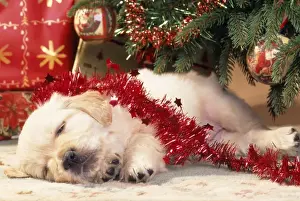 Golden Retriever Dog - puppy asleep under Chirstmas tree