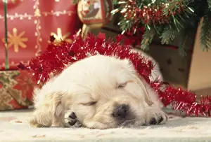 Golden Retriever Dog - puppy asleep under Christmas tree
