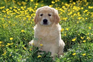 Retriever Collection: Golden Retriever Dog - puppy in buttercups