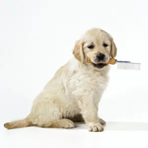 In Mouth Prints: Golden Retriever Dog - puppy carrying grooming comb