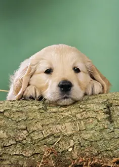 Golden Retriever Dog - Puppy with head on log