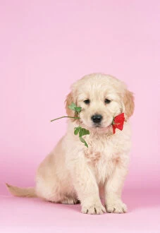 Fluffy Collection: Golden Retriever Dog - puppy holding rose in mouth