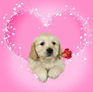 Holding Prints: Golden Retriever Dog, puppy holding single red rose in pink heart
