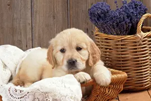 Retriever Prints: Golden Retriever Dog - puppy with lavender & lace