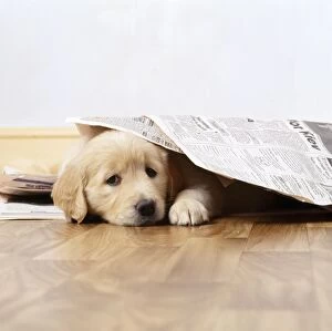 Images Dated 6th April 2009: Golden Retriever Dog - puppy under newspapers