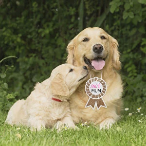 Golden Retriever dog with puppy with No.1 Mum'