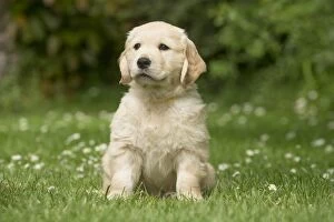 Golden Retriever dog puppy outdoors