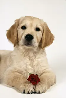 Golden Retriever Dog Puppy with rose