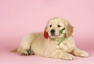 Roses Prints: Golden Retriever Dog Puppy with rose