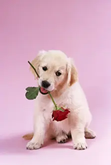 Golden Retriever Dog Puppy with rose in its mouth