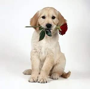 Golden Retriever Dog Puppy with rose in its mouth
