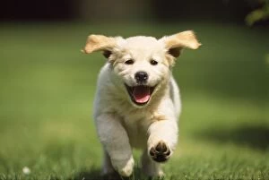Images Dated 19th February 2008: Golden Retriever Dog - puppy running towards camera
