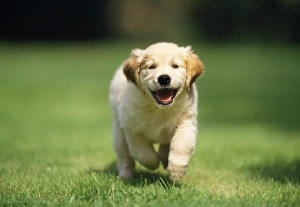 Golden Retriever Dog - puppy running towards camera Golden Retriever Dog - puppy running towards camera