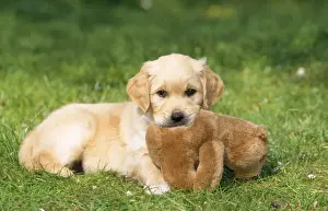 Teddy Bear Prints: Golden Retriever Dog - puppy with toy on grass