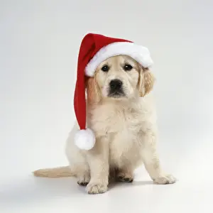 Glamour Prints: Golden Retriever Dog Puppy wearing christmas hat