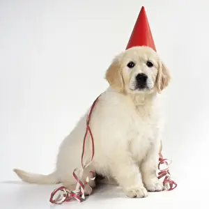 Celebrations Prints: Golden Retriever Dog - puppy wearing party hat & streamer