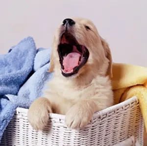 Retriever Prints: Golden Retriever Dog - Puppy yawning in laundry basket