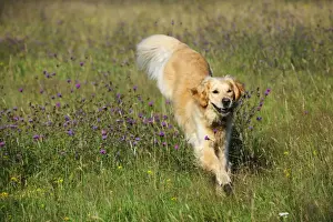 Golden Retriever Dog - running through field