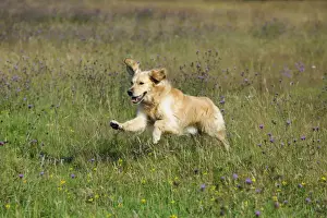 Golden Retriever Dog - running through field
